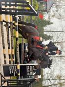 ? &Agrave; vendre &ndash; Superbe jument pour famille cavali&egrave;re con