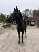 ? &Agrave; vendre &ndash; Superbe jument pour famille cavali&egrave;re con