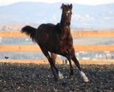 Castrone PRE Andaluso In vendita 2025 Baio