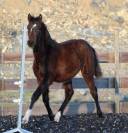 Castrone PRE Andaluso In vendita 2025 Baio