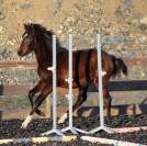 Castrone PRE Andaluso In vendita 2025 Baio