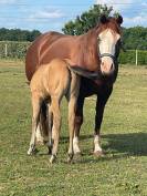 Poulini&egrave;re quarter horse