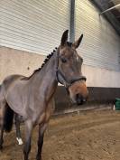 Hongre de 12 ans cso