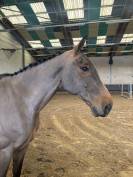 Hongre de 12 ans cso