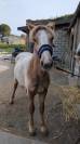 Poulain 2 ans onc