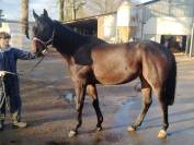 vend cheval pour loisir