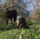 Super poney entier ONC