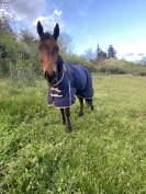 Anglo-Arabe 4ans lign&eacute; prestige 