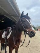 &Agrave; louer Akapella des iris 