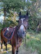 &Agrave; louer Akapella des iris 