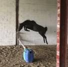 Entier disponible &agrave; la saillie 