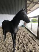 Entier disponible &agrave; la saillie 