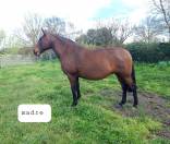 Se vende yegua PSL baya