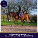 Gelding Thoroughbred For sale 2021 Bay