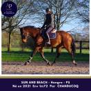 Gelding Thoroughbred For sale 2021 Bay