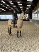 Hongre PRE Isabelle 6 ans 