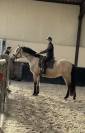 Hongre PRE Isabelle 6 ans 