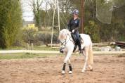 A vendre Cheval de loisir ONC