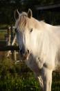 A vendre Cheval de loisir ONC