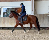 ✨ &Agrave; vendre &ndash; Ponette d&rsquo;avenir ✨