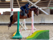 ✨ &Agrave; vendre &ndash; Ponette d&rsquo;avenir ✨