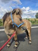 Poney miniature aux yeux bleus 
