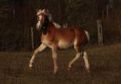 Haflinger  1 an PP