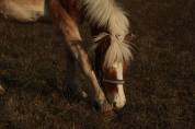 Haflinger  1 an PP