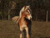 Haflinger  1 an PP