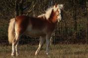 Haflinger  1 an PP