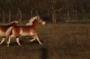 Haflinger  1 an PP