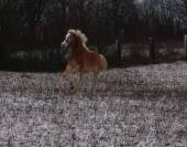 Haflinger  1 an PP