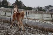 Haflinger  1 an PP