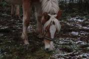 Haflinger  1 an PP