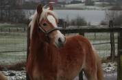 Haflinger  1 an PP