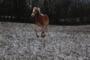 Haflinger  1 an PP