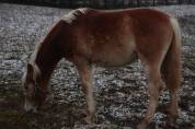 Haflinger  1 an PP