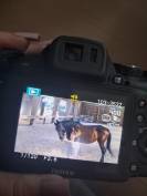 Jument trotteuse de 15 ans 