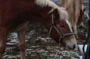 Haflinger  1 an PP