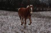 Haflinger  1 an PP
