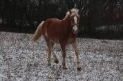 Haflinger  1 an PP