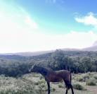 Pouliche PRE pp 19 mois bai fonc&eacute;