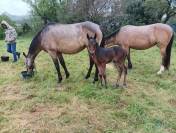 Pouliche PRE pp bai cerise 19 mois 