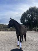 Poulain OC barbe X espagnol 34 mois 