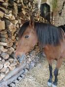 Magnifique jument PRE