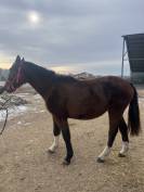 Pouliche 3 ans cornet prinz/ vertigo st benoit