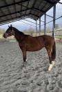 Pouliche 3 ans cornet prinz/ vertigo st benoit