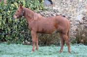 Hongre Quarter Horse 2 ans par Gunner Superstar