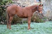 Hongre Quarter Horse 2 ans par Gunner Superstar