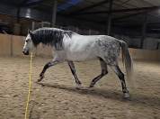 Hongre PRE dress&eacute; St Georges